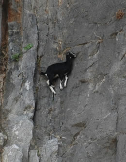 osteriadelrosso capra di montagna